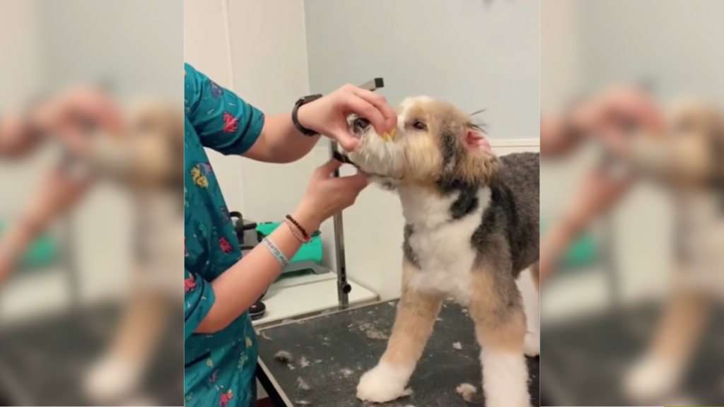 Aussiedoodle being groomed