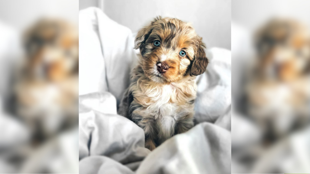 Aussiedoodle puppy
