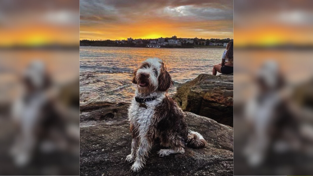 Adult Aussiedoodle dog near sea.