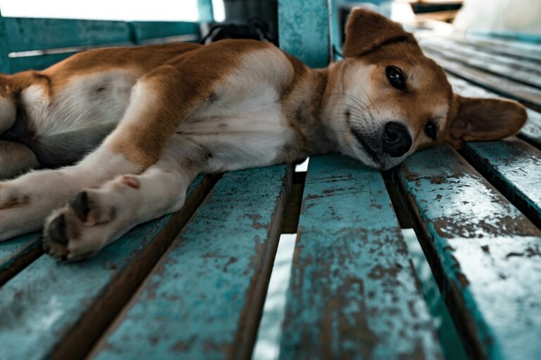 dog lying down.