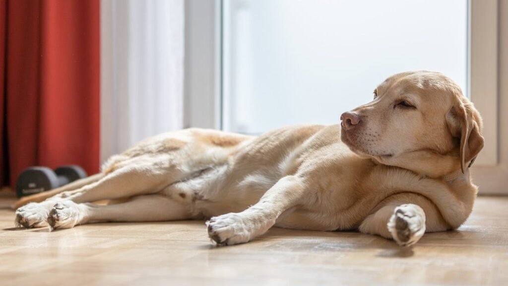 Labrador lounging on floor