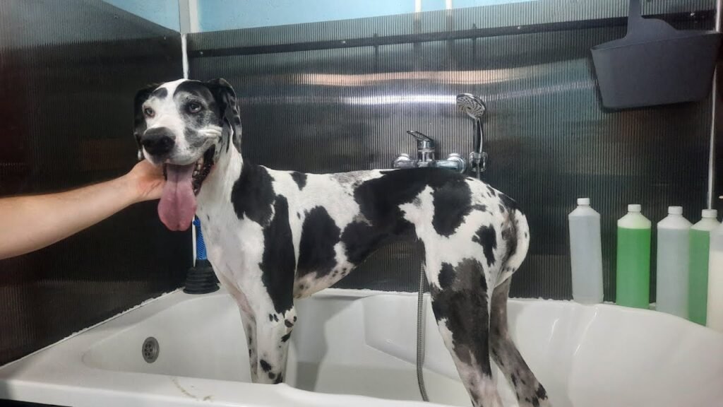 Bathing a great dane