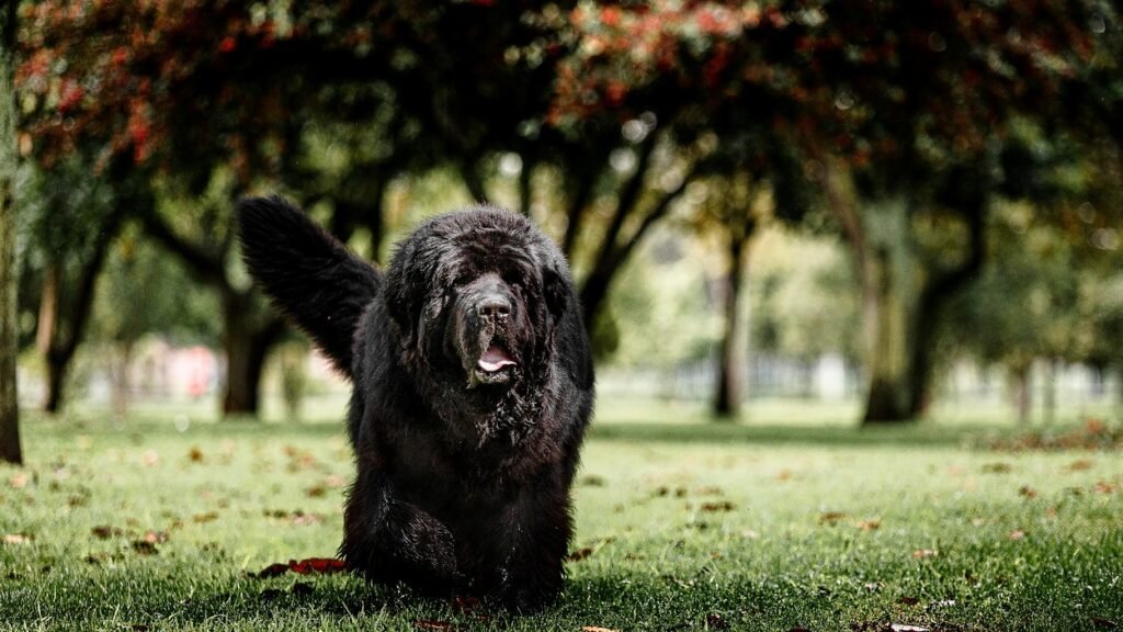 Newfoundland dog