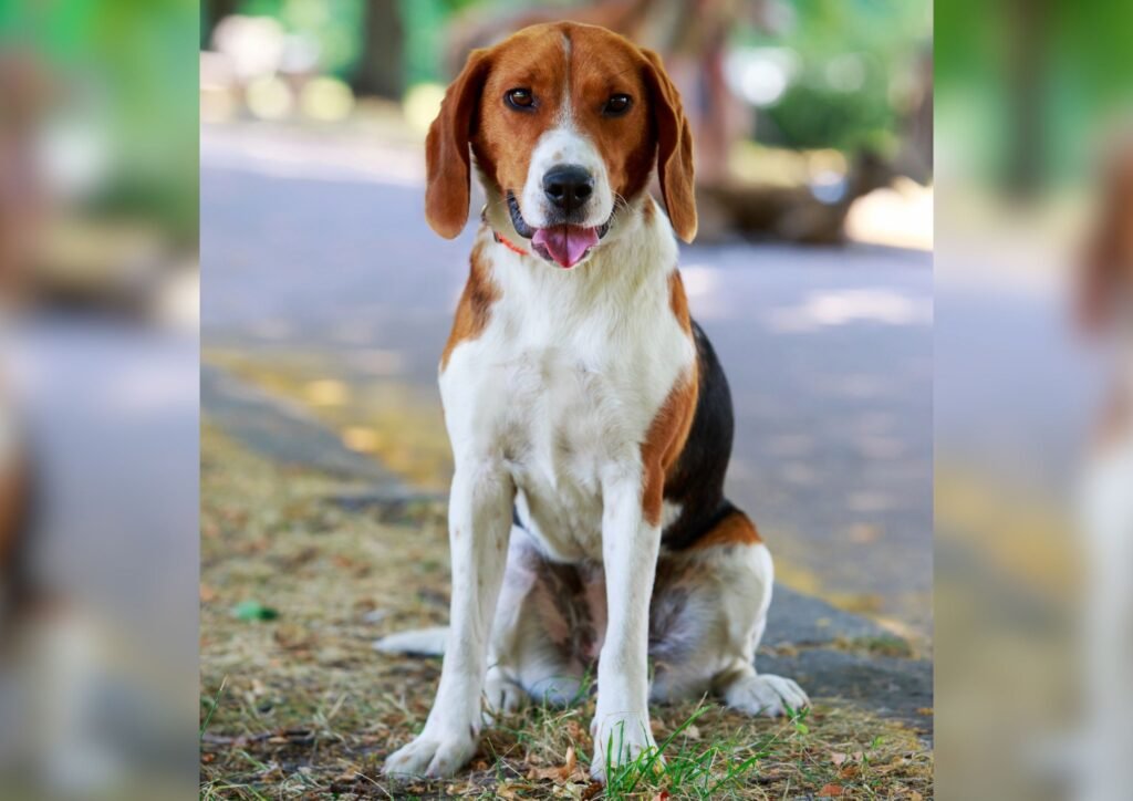 American Foxhound.