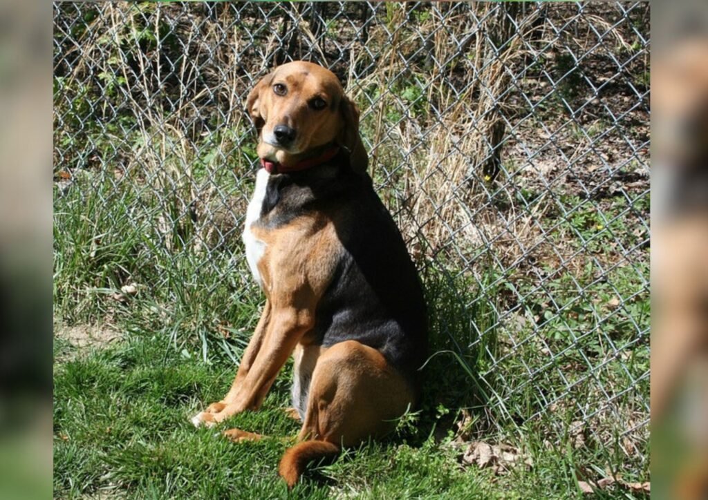 American foxhound dog.
