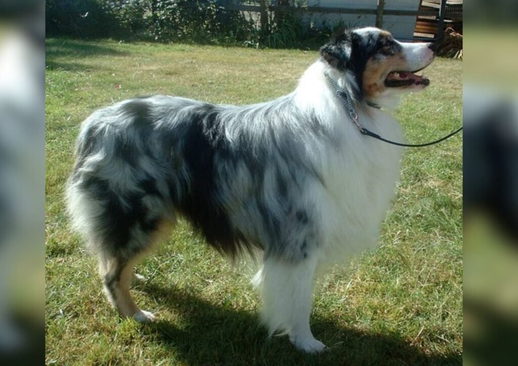 Australian Shepherd