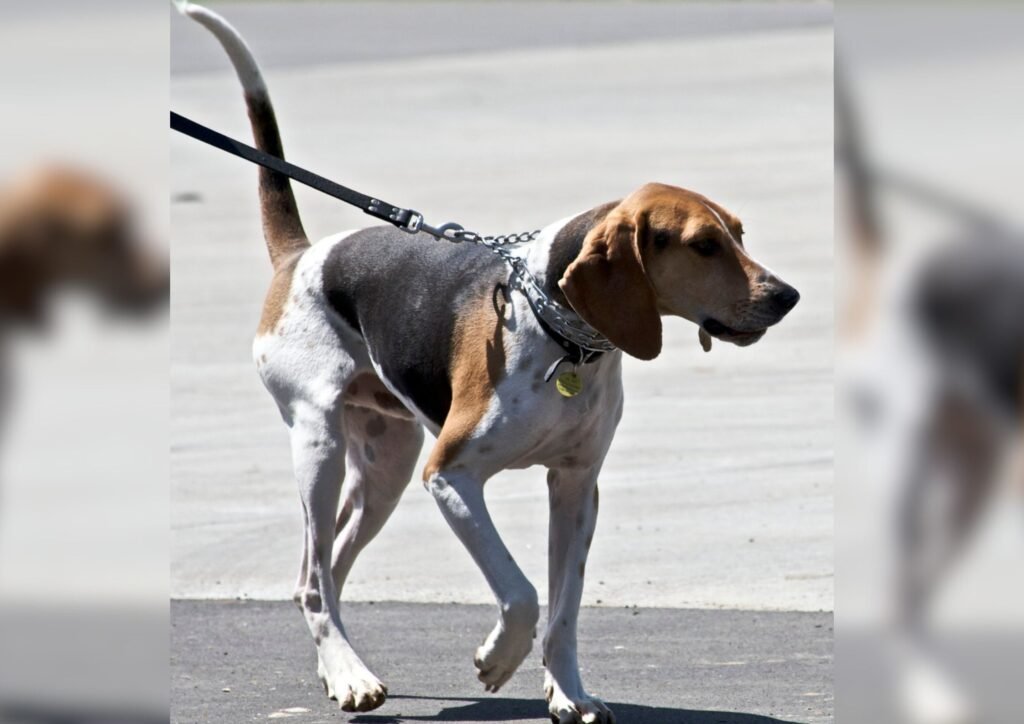 English coonhound. 