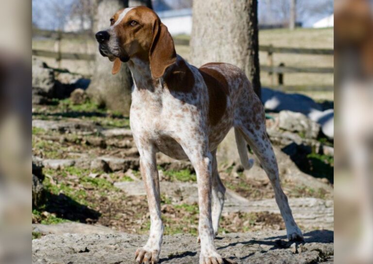 American English Coonhound.