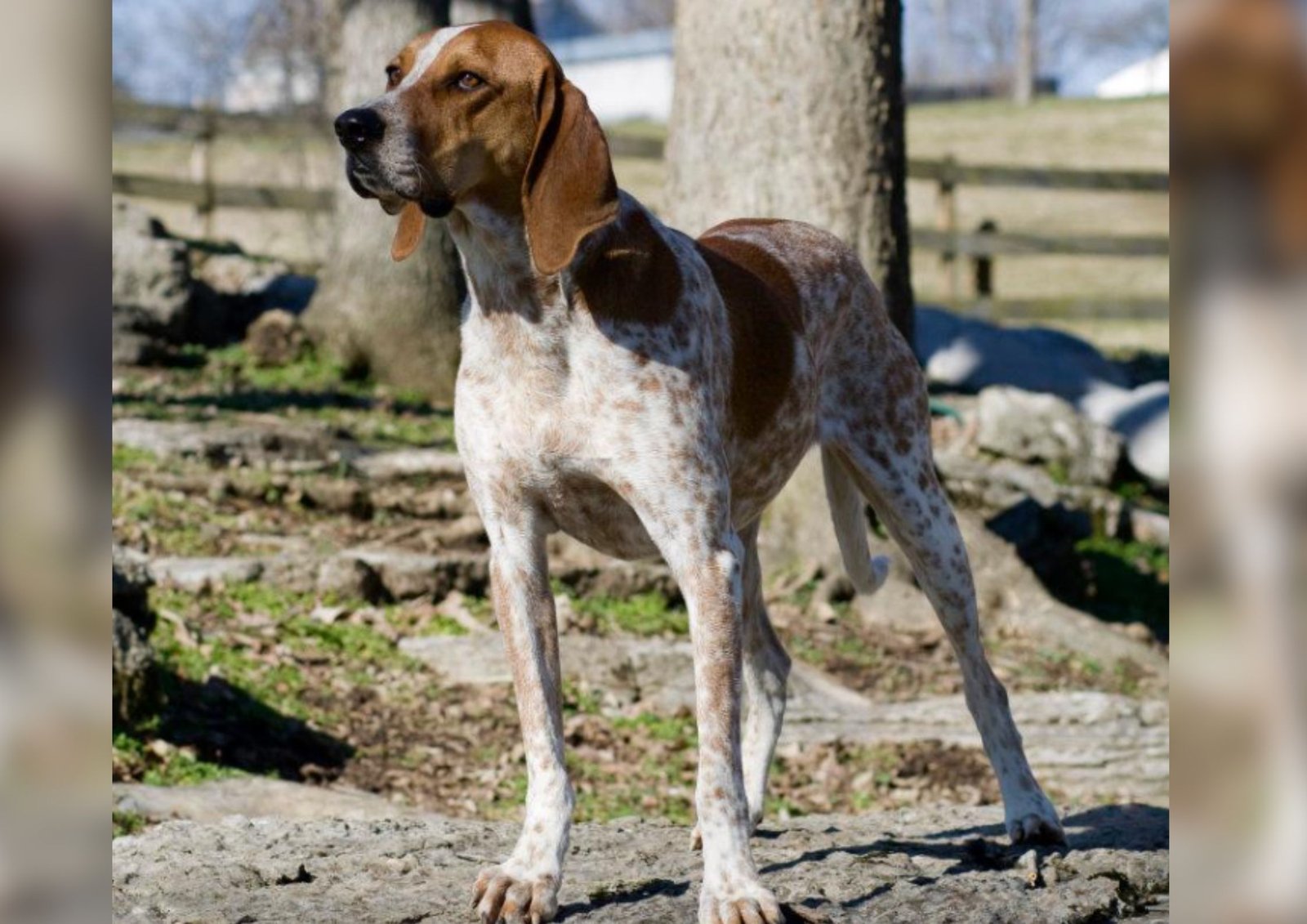 The American English Coonhound and Its Southern Grace