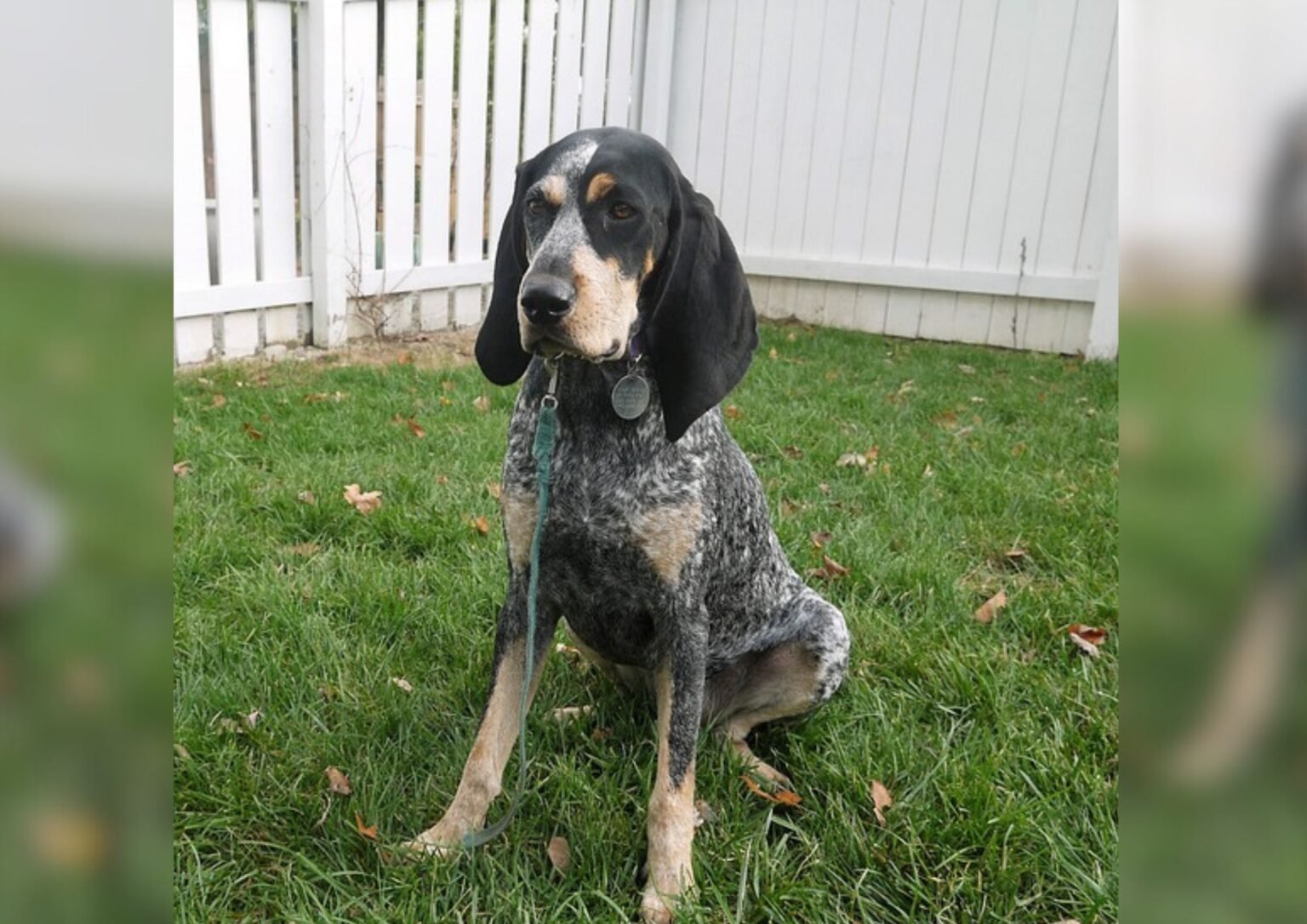 The American English Coonhound and Its Southern Grace