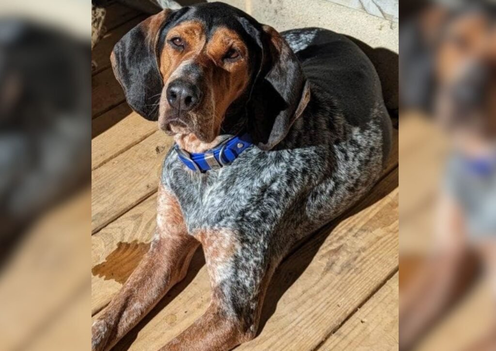 American English Coonhound