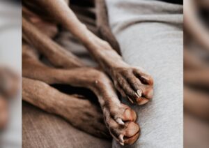 Dog paws with long nails.