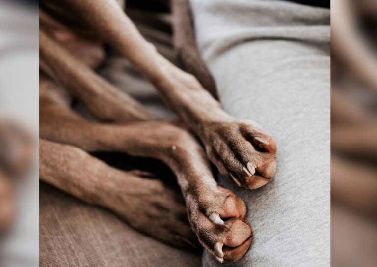 Dog paws with long nails.
