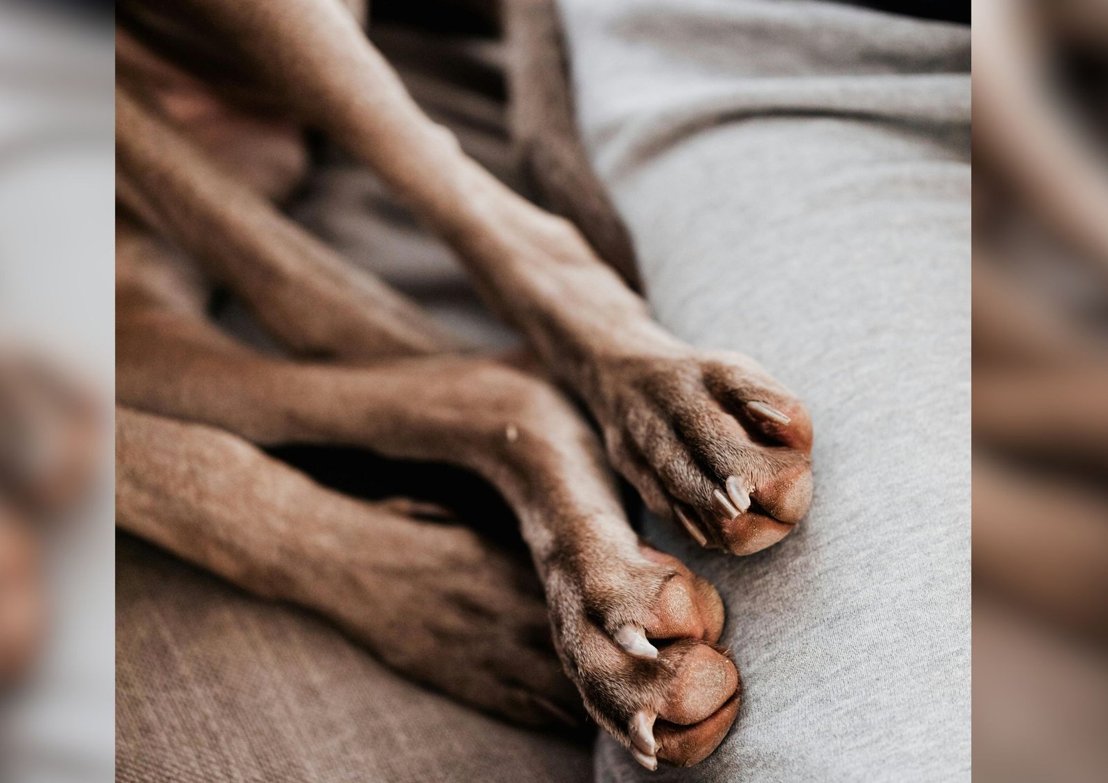 How to Deal with Overgrown Nails in Dogs