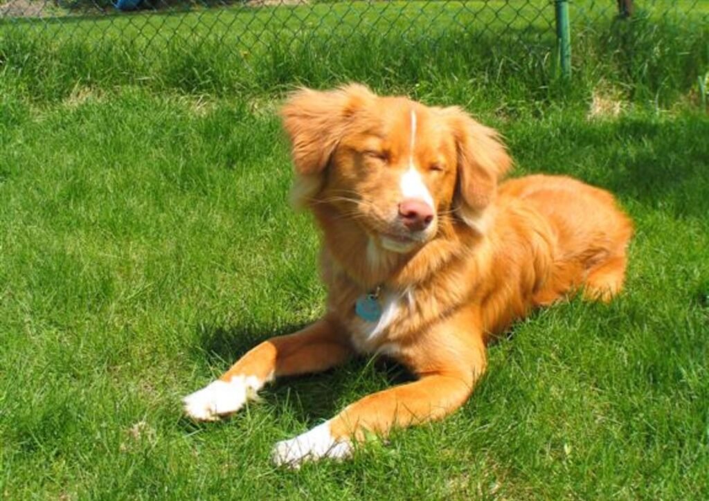 Nova Scotia Duck Tolling Retriever