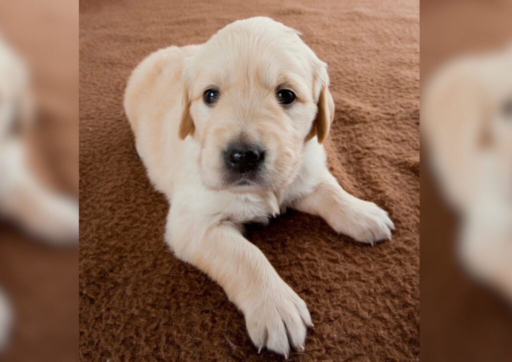 Golden retriever puppy sitting on a blanket.