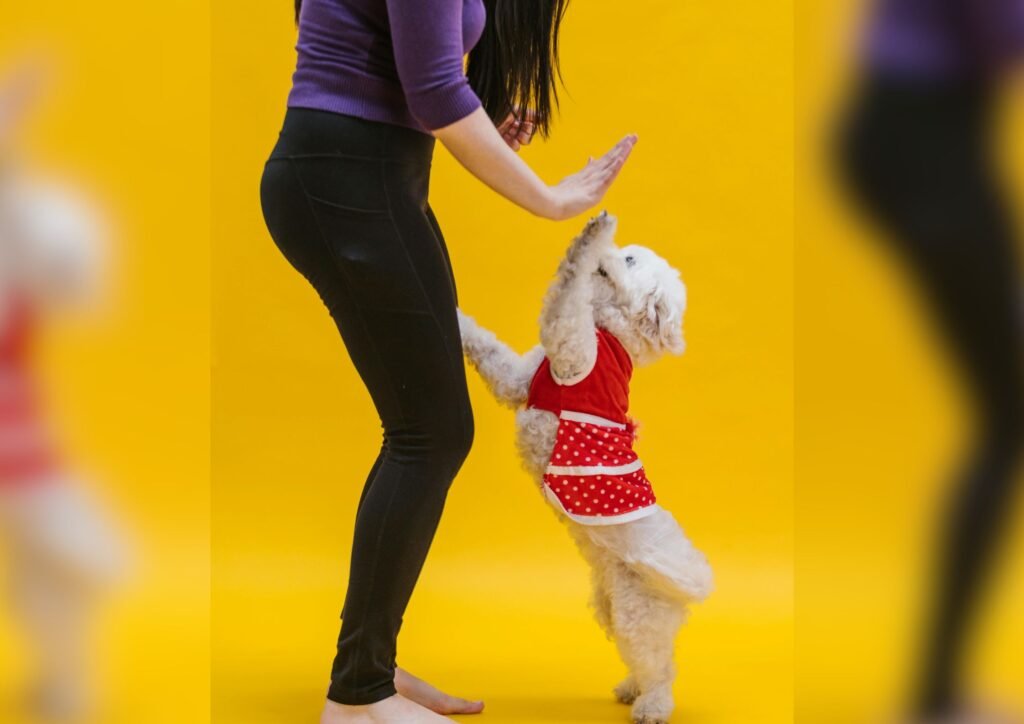Obedient dog.
