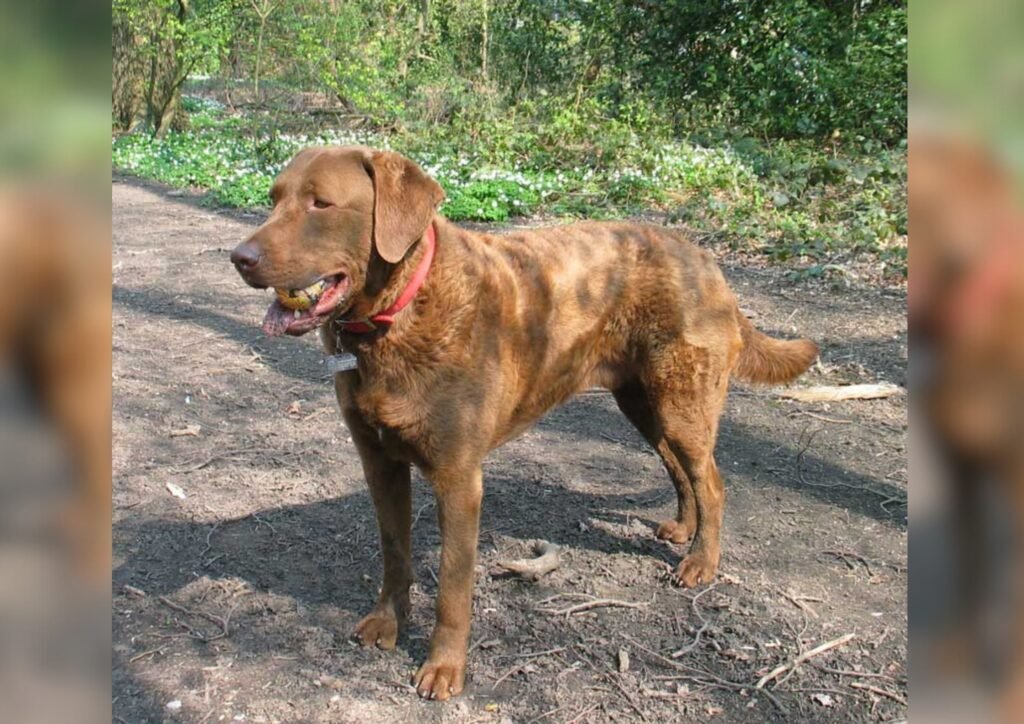 Chesapeake Bay Retriever