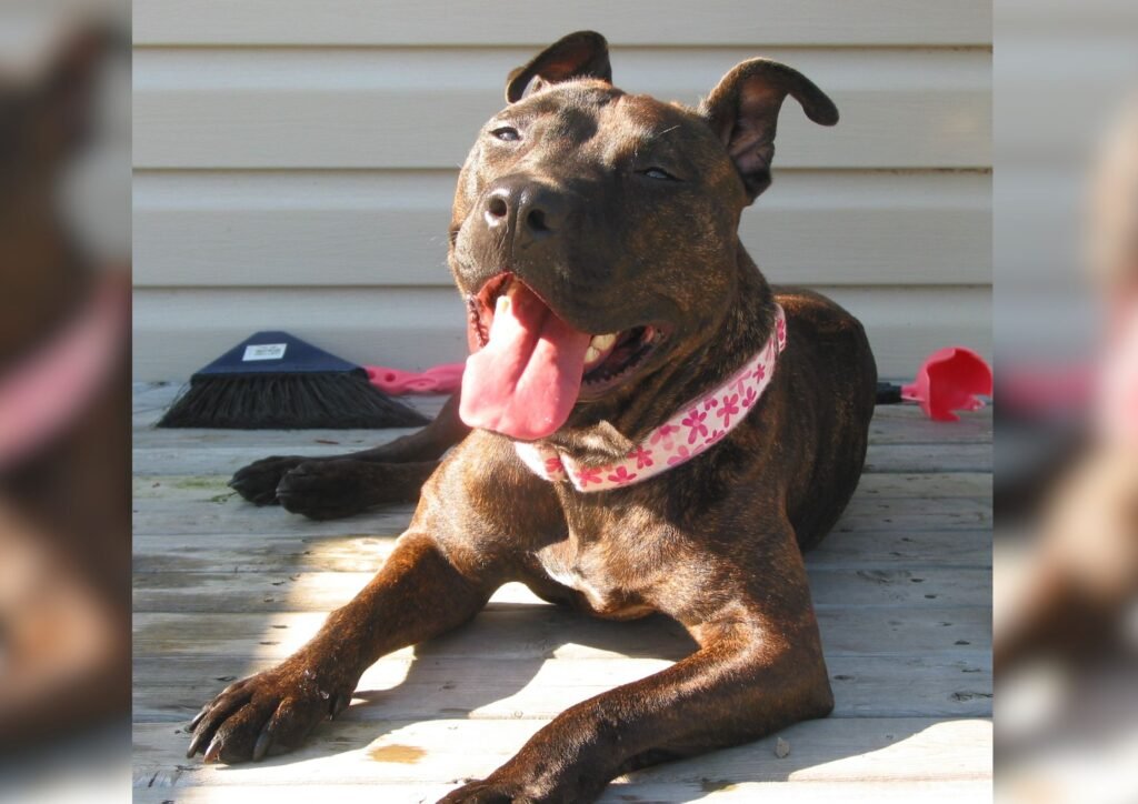 American Pit Bull Terrier enjoying the sun. 