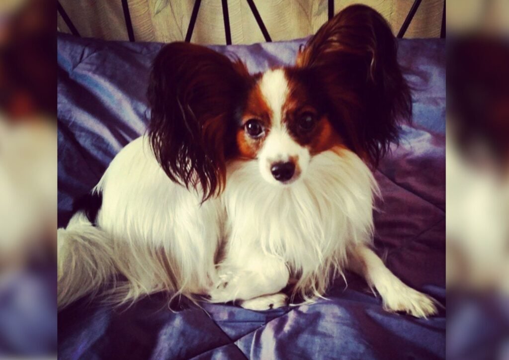 Papillon
