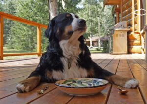A dog patiently waits for food.