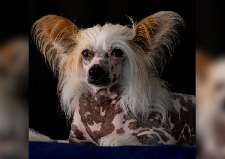 Chinese crested dog.