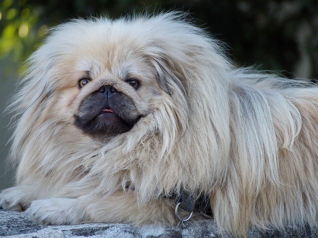 Pekingese dog.