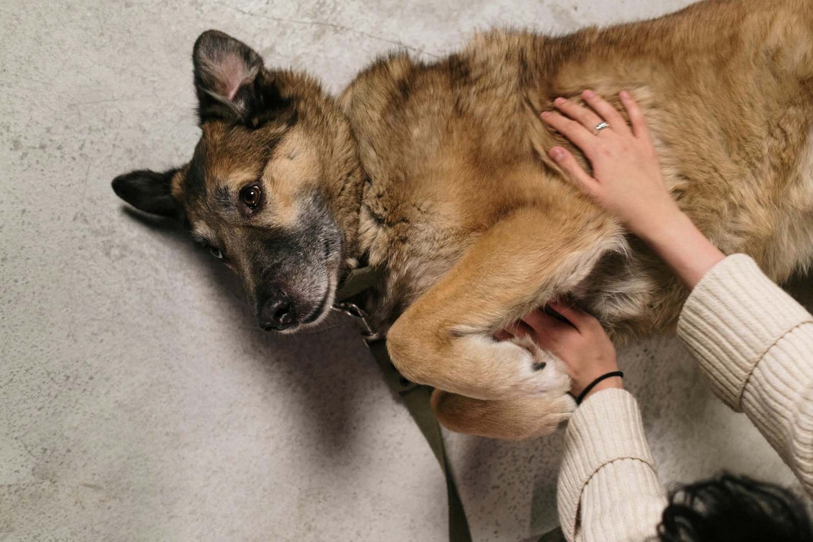 Everything You Need to Know about the Miniature German Shepherd