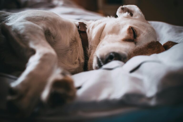 Sick dog lying in bed.
