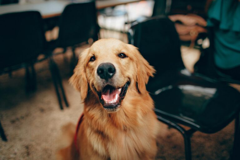 A happy golden retriever.