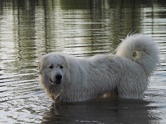 Pyrenean mountain dog standing in the river.