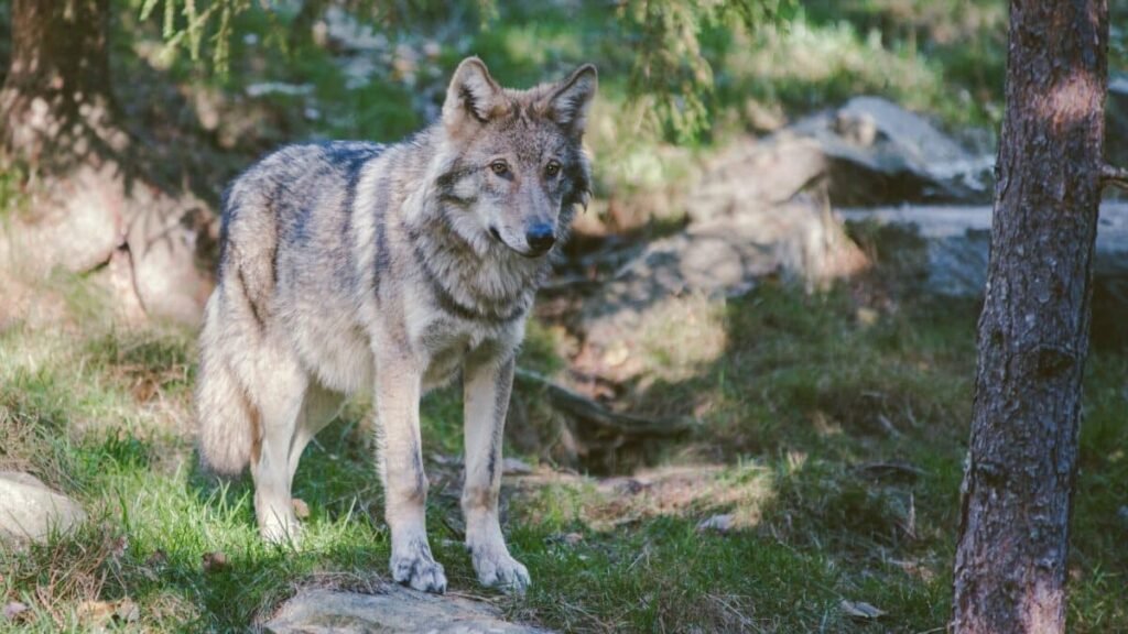 A gray wolf.