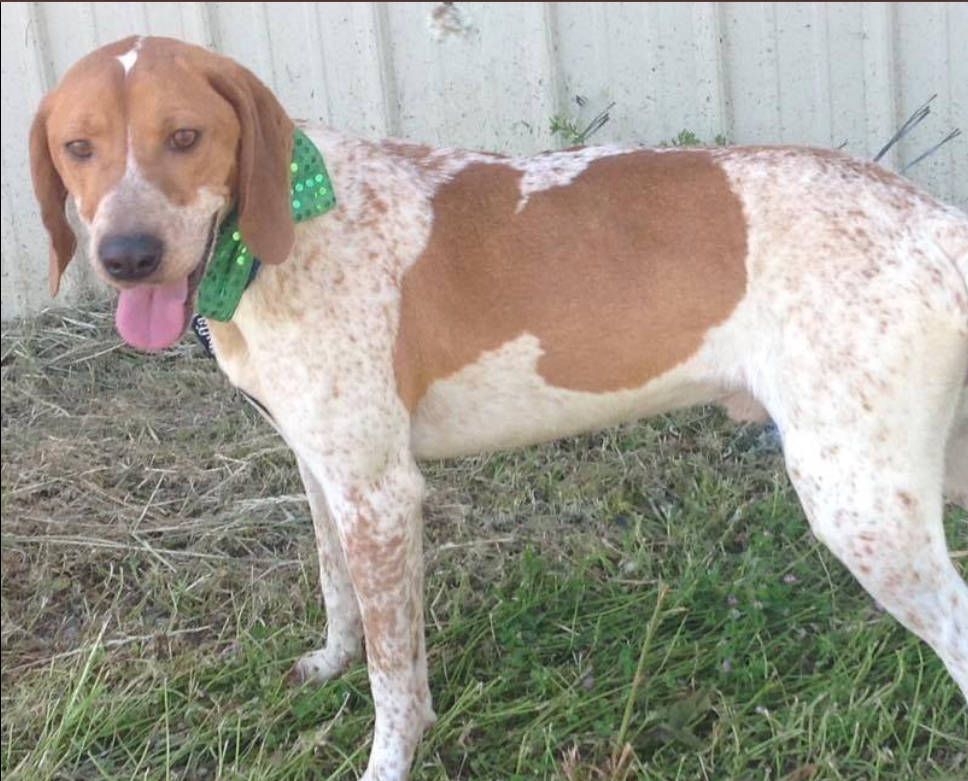 American English Coonhound. 