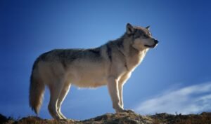 Gray timber wolf