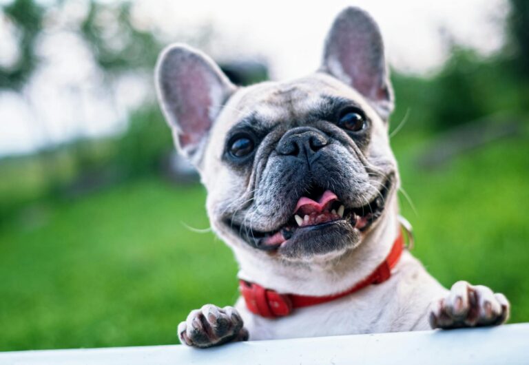 Featured: Happy French Bulldog with red collar enjoying a sunny day outdoors.
