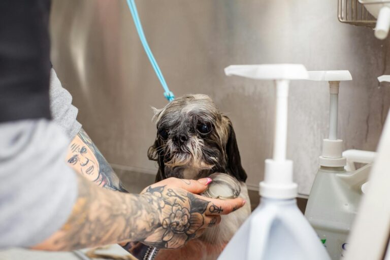Featured: A Shih Tzu getting a bath by a tattooed groomer in a professional setting. Pet care in action.