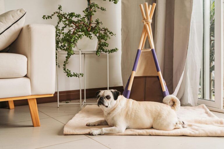 A pug dog relaxing indoors beside a plant and a cozy setup, exuding warmth.