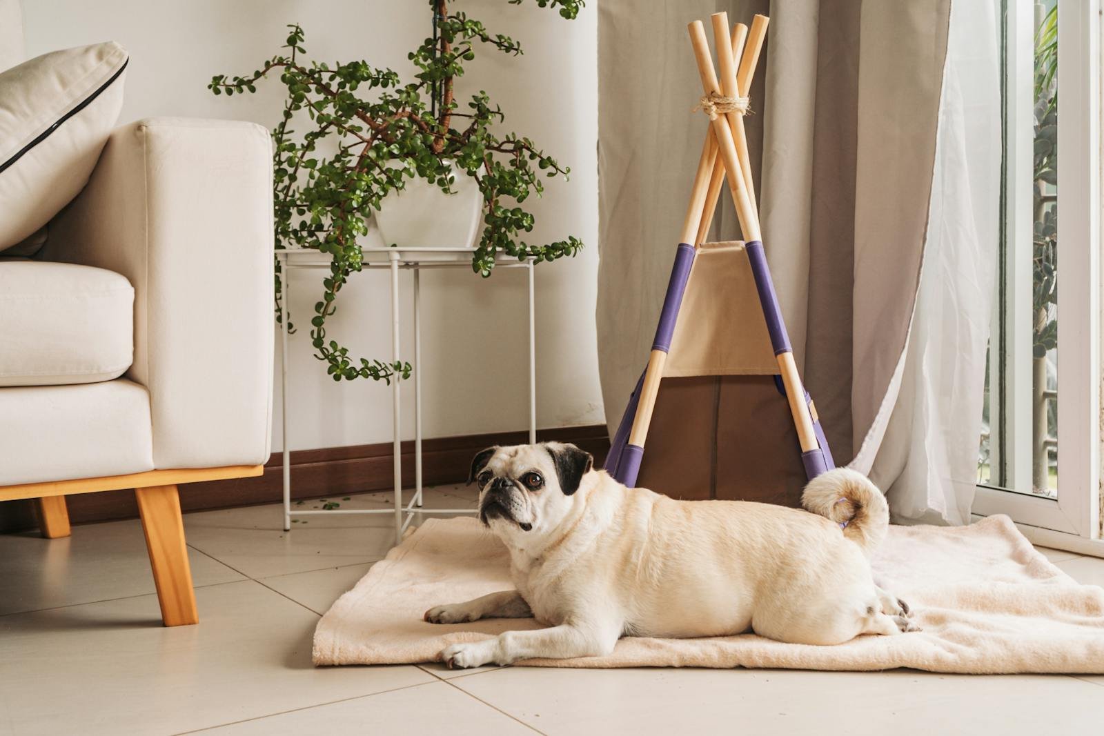 8 Indoor Plants Non-Toxic for Dogs
