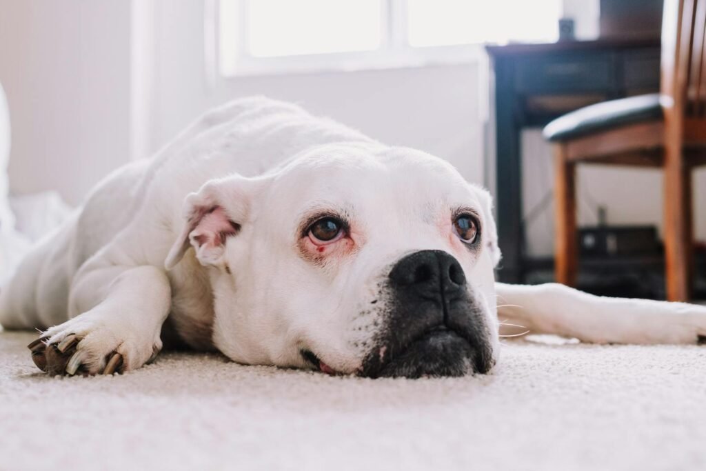 Sick dog lying on the floor.