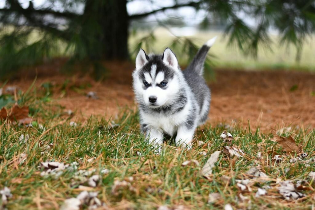 Cute Siberian husky puppy exploring autumn forest. Perfect for pet lovers.
