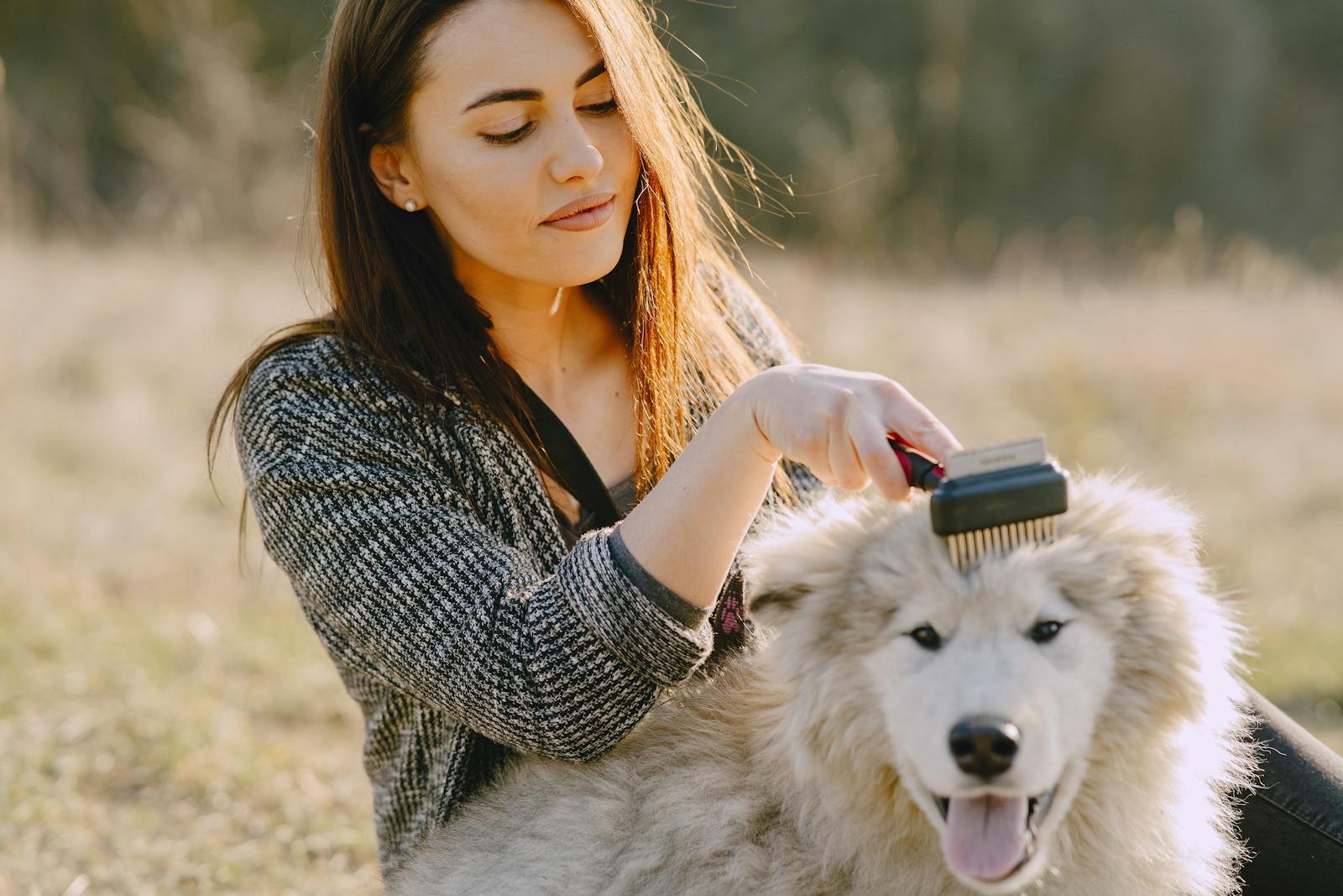 A woman grooming her fluffy dog outdoors in a sunlit field, showcasing pet care and affection.