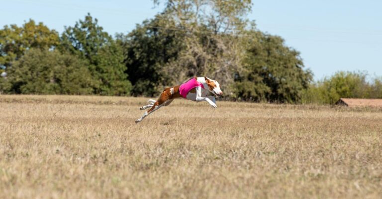 Featured: Ibizan Hound