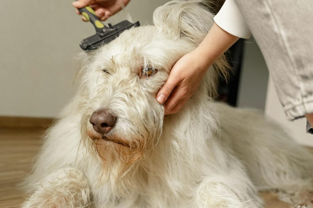 A close-up of a person gently brushing a large fluffy dog indoors.