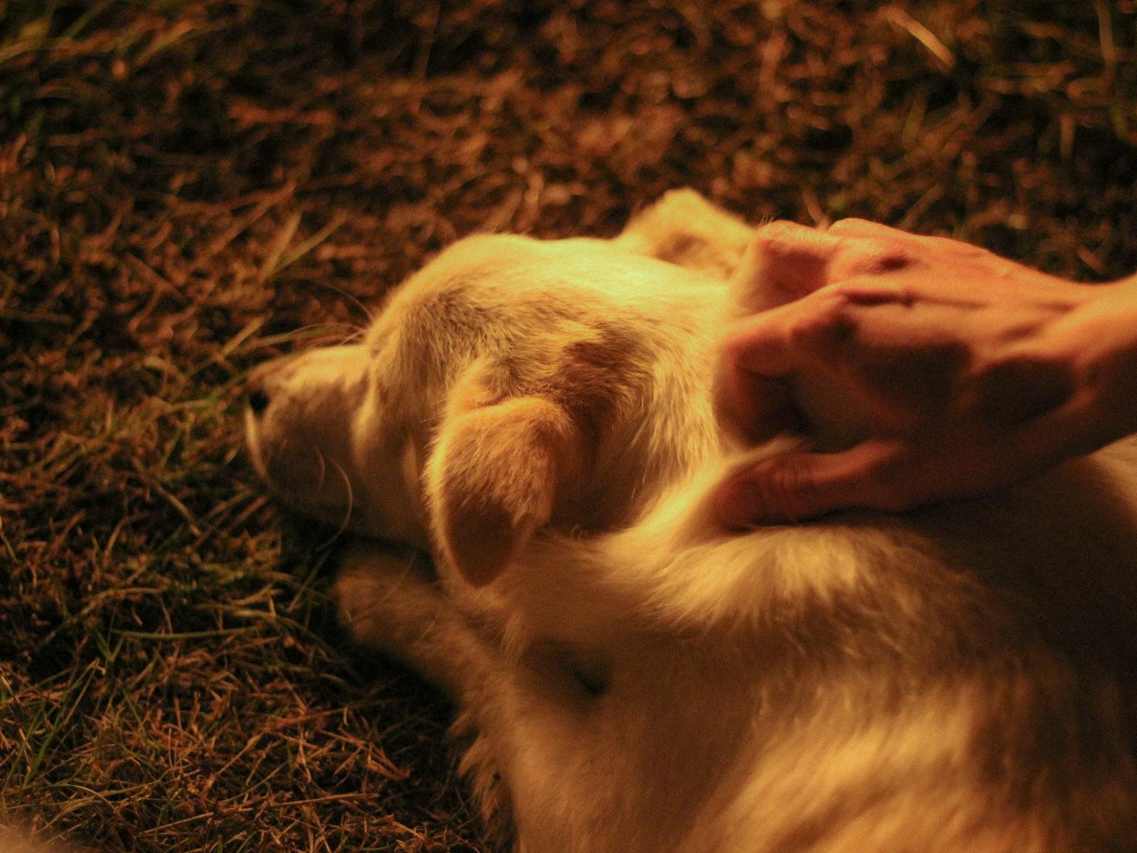 Signs of Mental Illness in Dogs