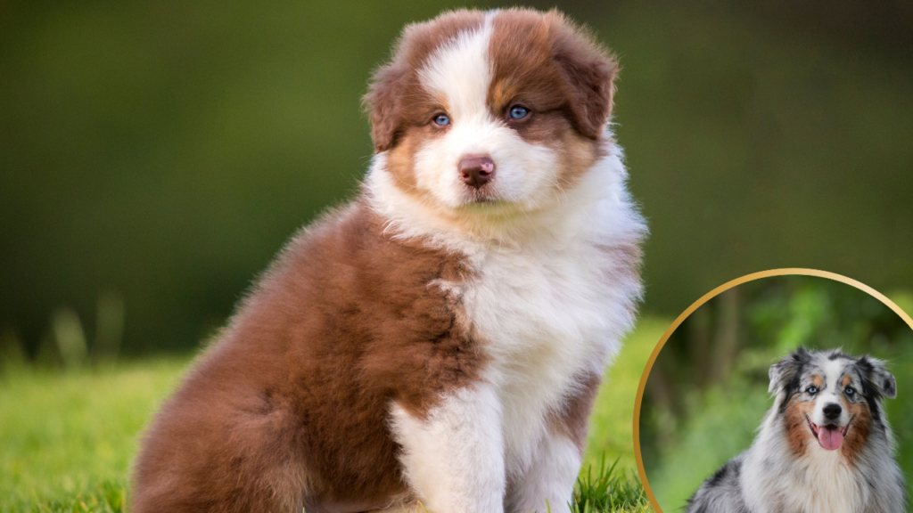 Australian Shepherd