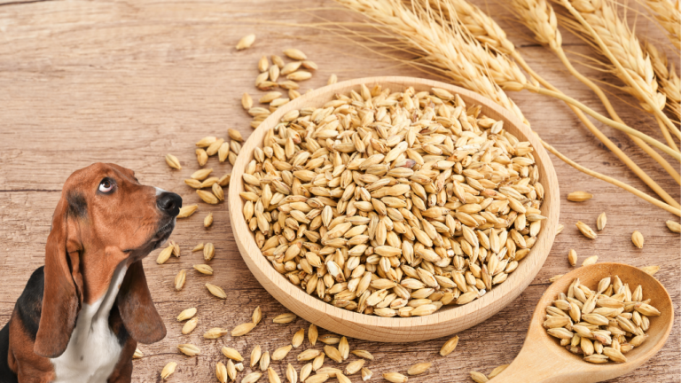 featured: barley