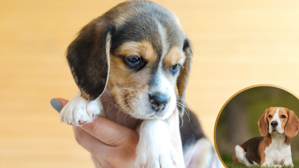 Beagle