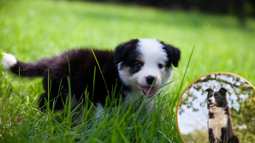 Border collie