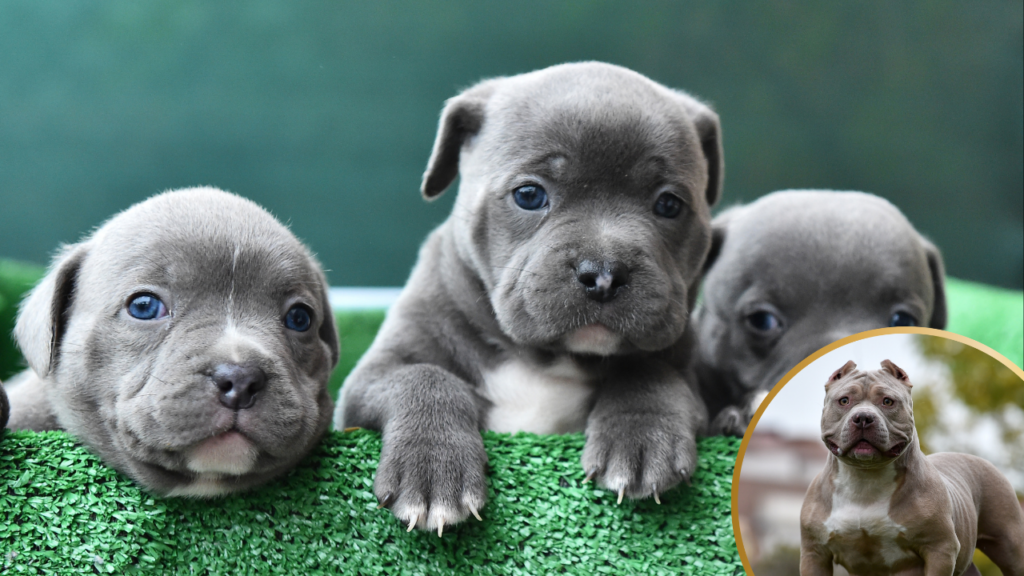 American Bully