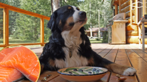 featured: Dog eating